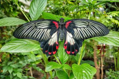 10 Aralık Şebi-i Arus-Mevlana-Tropikal Kelebek Bahçesi-Sille Köyü