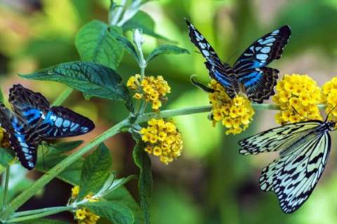10 Aralık Şebi-i Arus-Tropikal Kelebek Bahçesi-Sille Köyü