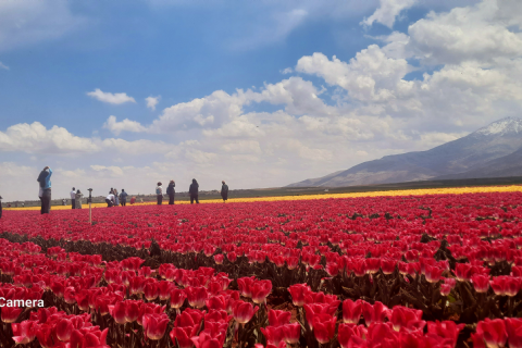 Karaman Lale Bahçeleri, Hadim Göksu Şelaleleri Turu