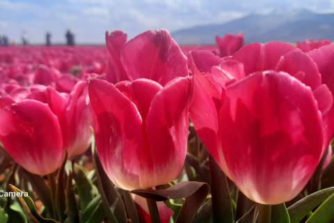 Karaman Lale Bahçeleri, Hadim Göksu Şelaleleri Turu