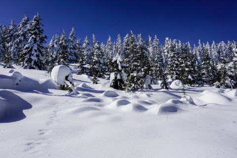 Armutoluğu Yaylası Kar Doğa Yürüyüşü- Mergez Macera Turizm