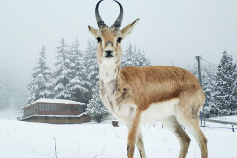 Başkonuş Yaylası - Yedikuyular Kayak Merkezi - Ali Kayası Seyir Terası Turu- MERGEZ MACERA TURİZM