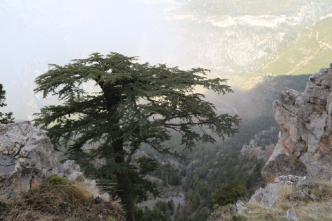 Çamlıyayla Baştepe Doğa Yürüyüşü