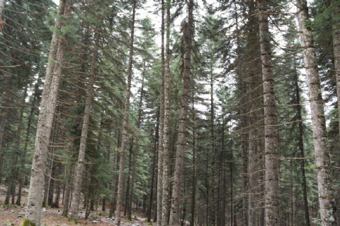 Çamlıyayla Baştepe Doğa Yürüyüşü