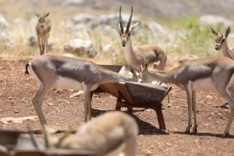 Dağ Ceylanları Çiftliği - Ozero Nilüfer Gölü - Payas Ve Çevresi Turu