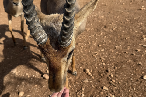 Dağ Ceylanları Çiftliği - Ozero Nilüfer Gölü - Payas Ve Çevresi Turu