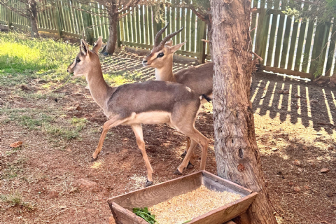 Dağ Ceylanları Çiftliği - Ozero Nilüfer Gölü - Payas Ve Çevresi Turu