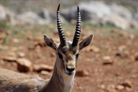 Dağ Ceylanları Çiftliği - Ozero Nilüfer Gölü - Payas Ve Çevresi Turu