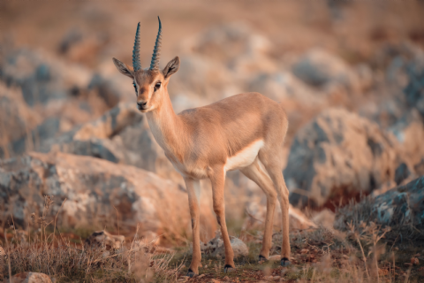 Dağ Ceylanları Çiftliği - Ozero Nilüfer Gölü - Payas Ve Çevresi Turu