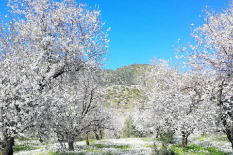 Datça Bademçiçeği Festivali- Marmaris Ve Muğla Turu- Mergez Macera Turizm Özel 2026