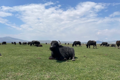 Hürmetçi Yılkı Atları, Yaban Hayatı, Hürmetçi Sazlığı Manda Sürüleri, Bayramhacı Turizm Köyü, Palas Tuzla Gölü, Erdemli Vadisi Turu- MERGEZ 2026