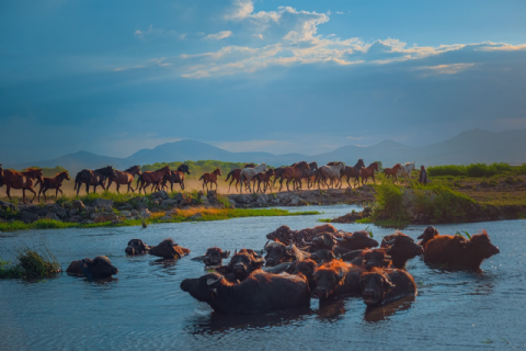 Hürmetçi Yılkı Atları, Yaban Hayatı, Hürmetçi Sazlığı Manda Sürüleri, Bayramhacı Turizm Köyü, Palas Tuzla Gölü, Erdemli Vadisi Turu- MERGEZ 2026