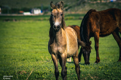 Hürmetçi Yılkı Atları, Yaban Hayatı, Hürmetçi Sazlığı Manda Sürüleri, Bayramhacı Turizm Köyü, Palas Tuzla Gölü, Erdemli Vadisi Turu- MERGEZ 2026