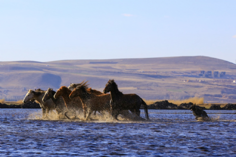 Hürmetçi Yılkı Atları, Yaban Hayatı, Hürmetçi Sazlığı Manda Sürüleri, Bayramhacı Turizm Köyü, Palas Tuzla Gölü, Erdemli Vadisi Turu- MERGEZ 2026