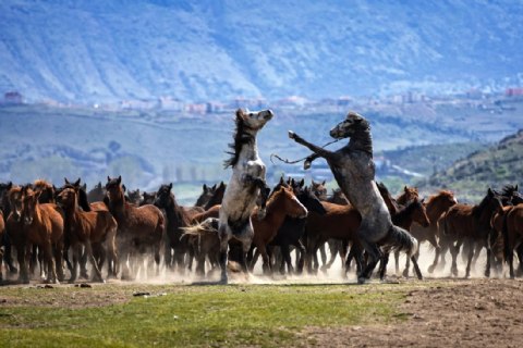 Hürmetçi Yılkı Atları, Yaban Hayatı, Hürmetçi Sazlığı Manda Sürüleri, Bayramhacı Turizm Köyü, Palas Tuzla Gölü, Erdemli Vadisi Turu- MERGEZ 2026