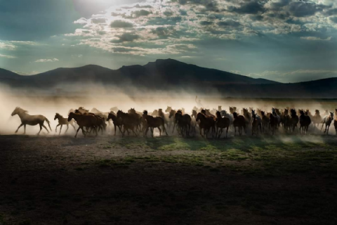 Hürmetçi Yılkı Atları, Yaban Hayatı, Hürmetçi Sazlığı Manda Sürüleri, Bayramhacı Turizm Köyü, Palas Tuzla Gölü, Erdemli Vadisi Turu- MERGEZ 2026