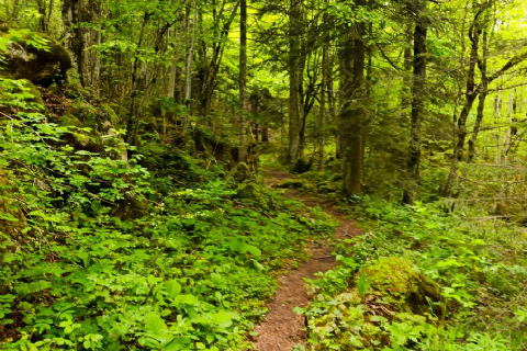 Ilgarini Mağarası- Tosya Pirinç Tarlaları- Çankırı Tuz Mağarası- Sırçalı Kanyonu- Ejder mağarası- Mantar Mağarası- Daday At Çiftliği Turu 2026