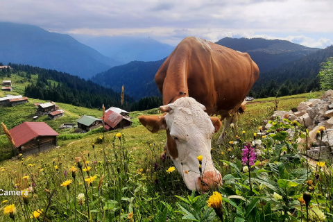 Karadeniz Ve Yaylaları Doğa Yürüyüşü ve Gezi 3 Gece Konaklamalı-MERGEZ TURİZM