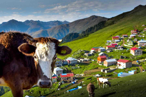 Karadeniz Ve Yaylaları Doğa Yürüyüşü ve Gezi 3 Gece Konaklamalı-MERGEZ TURİZM