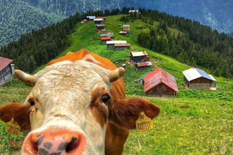 Karadeniz Ve Yaylaları Doğa Yürüyüşü ve Gezi 3 Gece Konaklamalı-MERGEZ TURİZM