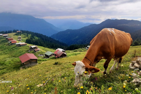 Karadeniz Ve Yaylaları Doğa Yürüyüşü ve Gezi 3 Gece Konaklamalı-MERGEZ TURİZM