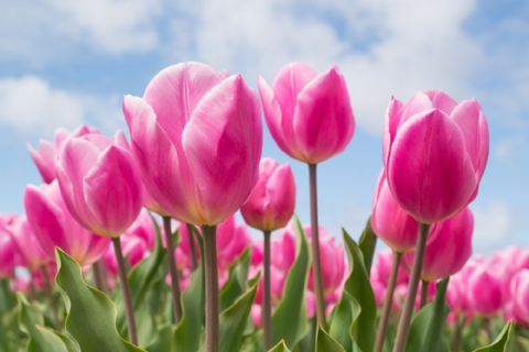 Karaman Lale Bahçeleri, Taşkale Tahıl Ambarları- Hadim Göksu Şelaleleri Turu- MERGEZ MACERA TURİZM