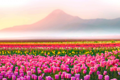 Karaman Lale Bahçeleri, Taşkale Tahıl Ambarları- Hadim Göksu Şelaleleri Turu- MERGEZ MACERA TURİZM