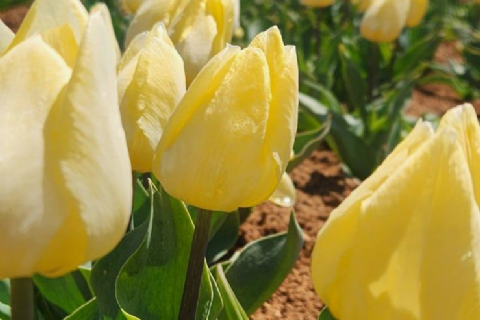 Karaman Lale Bahçeleri, Taşkale Tahıl Ambarları- Hadim Göksu Şelaleleri Turu- MERGEZ MACERA TURİZM