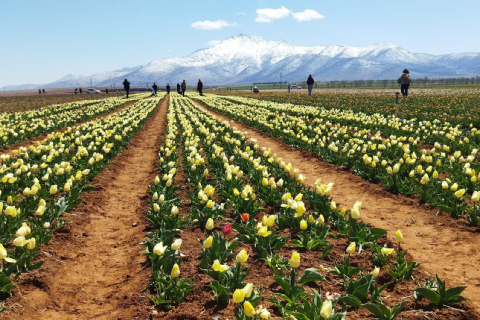 Karaman Lale Bahçeleri, Taşkale Tahıl Ambarları- Hadim Göksu Şelaleleri Turu- MERGEZ MACERA TURİZM