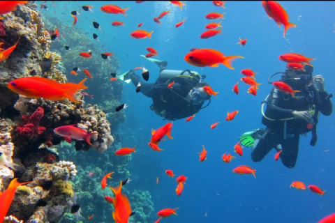 MISIR Piramitlerden Kızıldeniz’e Prestij Kahire & Sharm Turu- MERGEZ MACERA TURİZM 2026