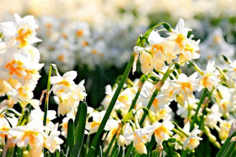 Nergis Tarlaları-Pamukluk Barajı-Tarihi Roma Yolu-Varda Alman Köprüsü- Girit Köyü Turu- Mergez Macera Turizm