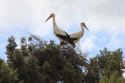 TINAZTEPE MAĞARASI- BALATİNİ MAĞARASI- LEYLEKLER VADİSİ- BEYŞEHİR GÖLÜ TURU-MERGEZ MACERA TURİZM