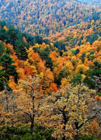 13-14 Kasım Yenice Ormanları-Şeker Kanyonu Sonbahar Doğa Yürüyüşü