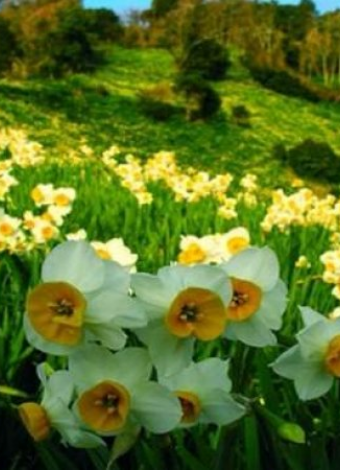 19 Ocak PAZAR Nergis Festivali-Nergis Tarlaları-Taşev-Eshab-ı Kehf-Taşkuyu Mağarası- Girit Köyü Turu-MERGEZ 2025