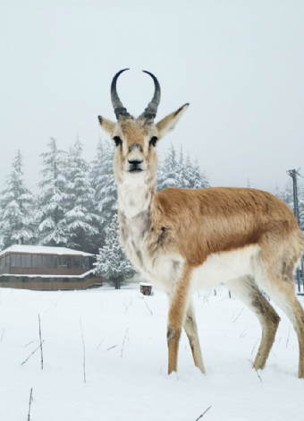 Başkonuş Yaylası - Yedikuyular Kayak Merkezi - Ali Kayası Seyir Terası Turu- MERGEZ MACERA TURİZM