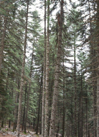 Çamlıyayla Baştepe Doğa Yürüyüşü