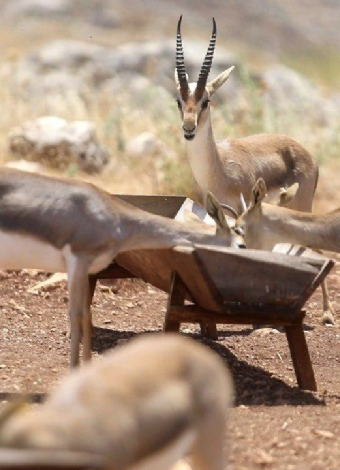 Dağ Ceylanları Çiftliği - Ozero Nilüfer Gölü - Payas Ve Çevresi Turu