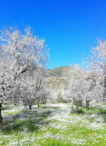 Datça Bademçiçeği Festivali- Marmaris Ve Muğla Turu- Mergez Macera Turizm Özel 2026