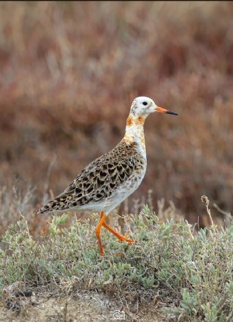 GÖKSU DELTASI VE KUŞ CENNETİ DOĞA YÜRÜYÜŞÜ- MERGEZ MACERA TURİZM