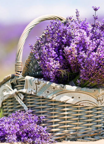 Lavanta Bahçesi-Kisecik Kanyonu-Varda Alman Köprüsü- Kapıkaya Kanyonu 2 FARKLI TARİHTE