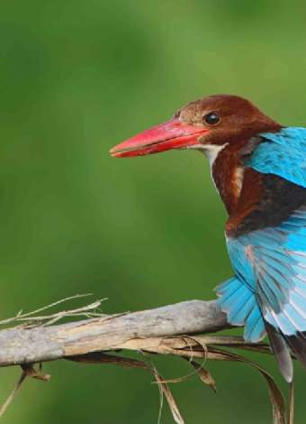 MERGEZ İLE AKYATAN GÖLÜ VE KAPI ORMANLARI DOĞA YÜRÜYÜŞÜ