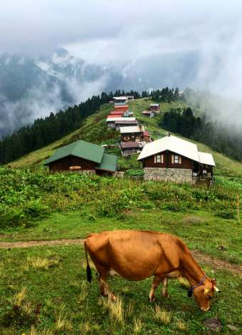 Mergez ile Karadeniz Yaylalarında Rüya Gibi Doğa Yürüyüşü