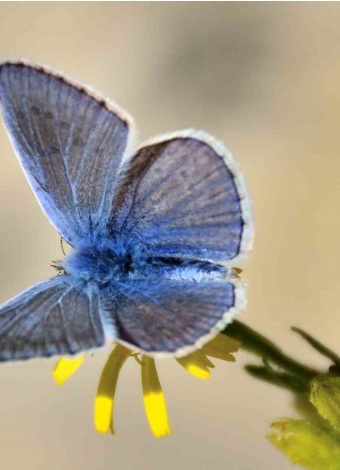 Mut Kelebekler Festivali-Mutlu Kelebekler-Mergez Macera Turizm