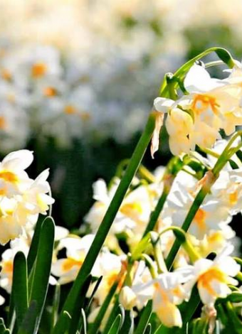 Nergis Tarlaları-Pamukluk Barajı-Tarihi Roma Yolu-Varda Alman Köprüsü- Girit Köyü Turu- Mergez Macera Turizm